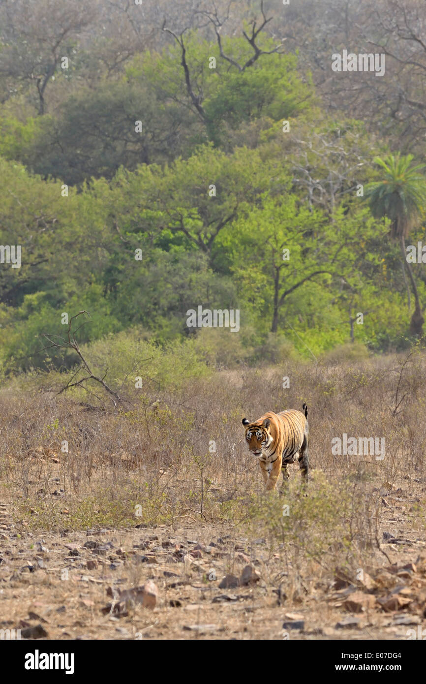 Tiger in secco habitat decidui di Ranthambhore riserva della tigre Foto Stock