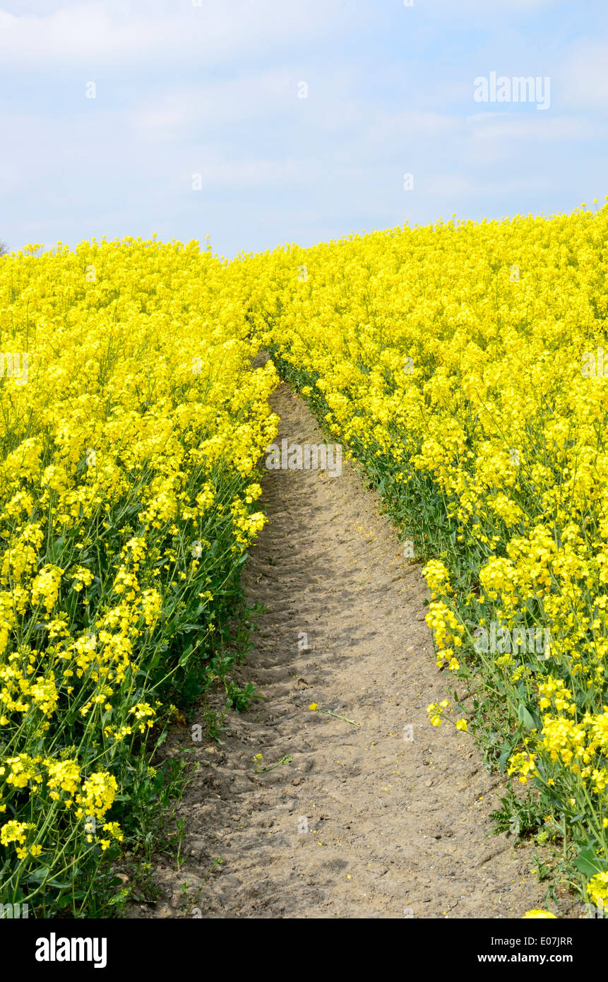 Campo di colza, England Regno Unito Foto Stock