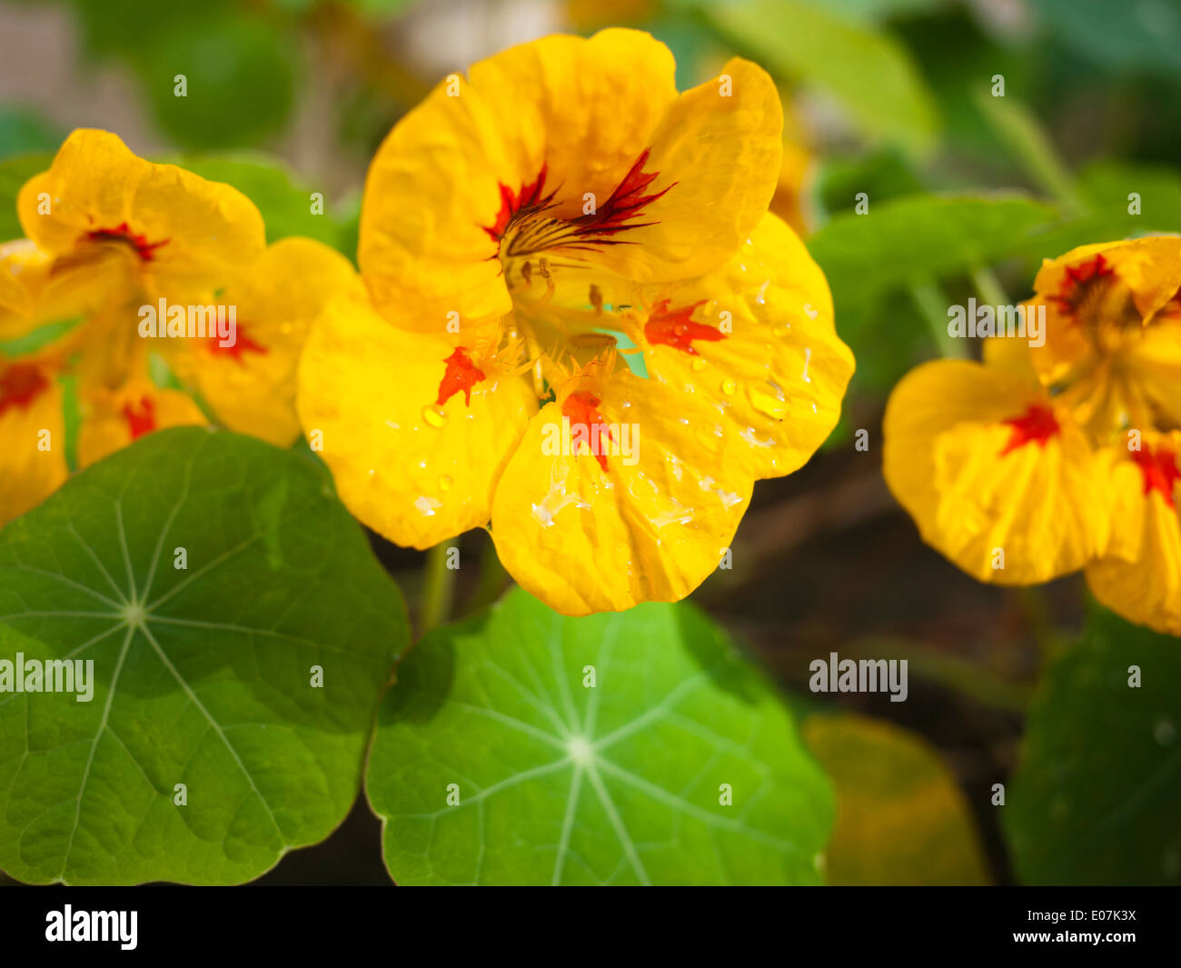 Nasturtium fiore Foto Stock