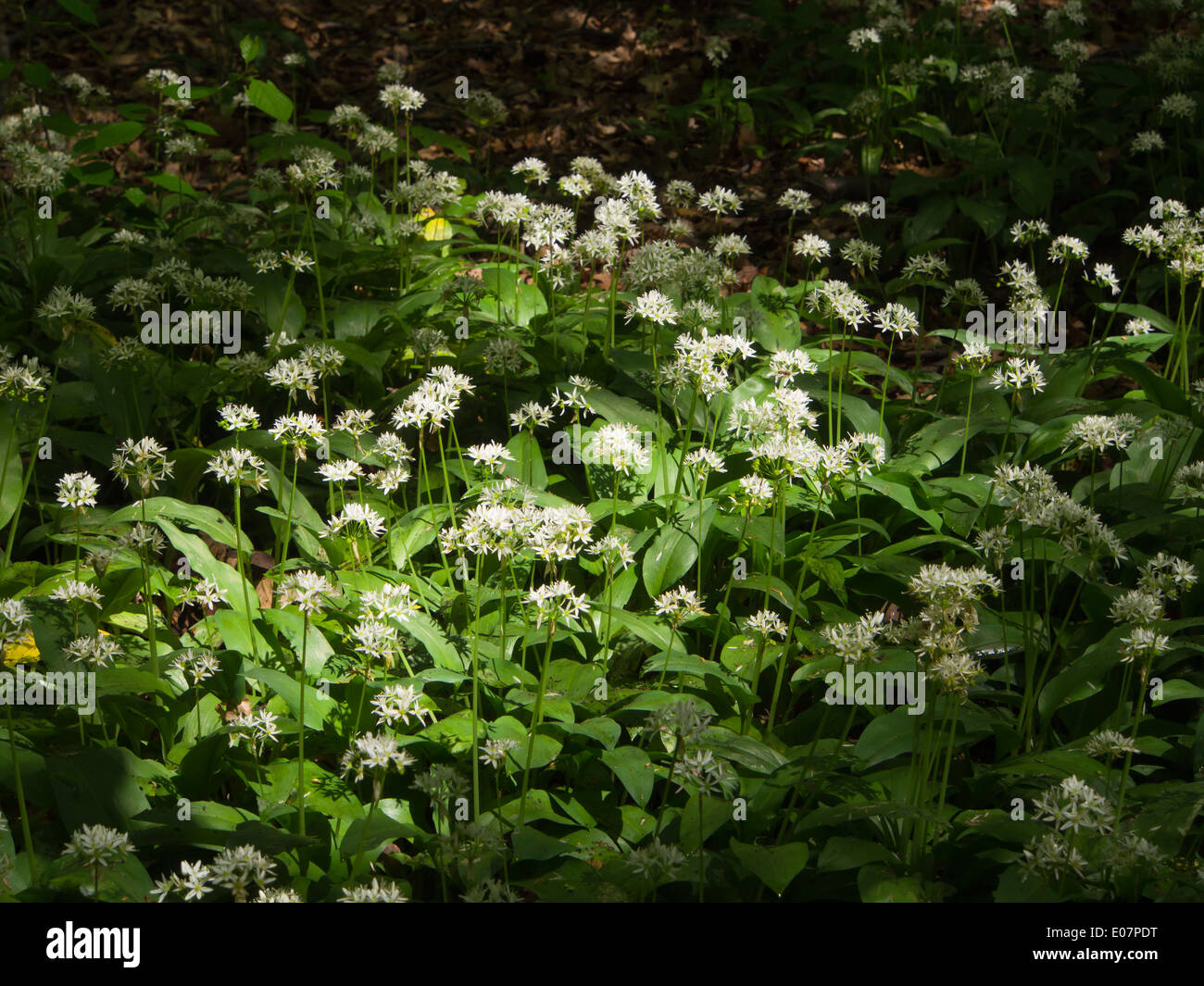 Foresta di Vienna Austria, mattina di primavera nel Wienerwald, suolo coperto di fioritura di aglio selvatico la luce solare anche se gli alberi Foto Stock