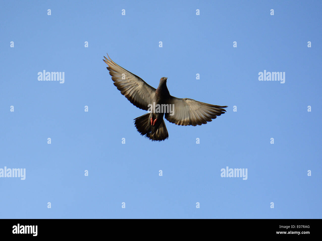 Bel maschio di Pigeon Rock (Columba livia) volare nel cielo Foto Stock