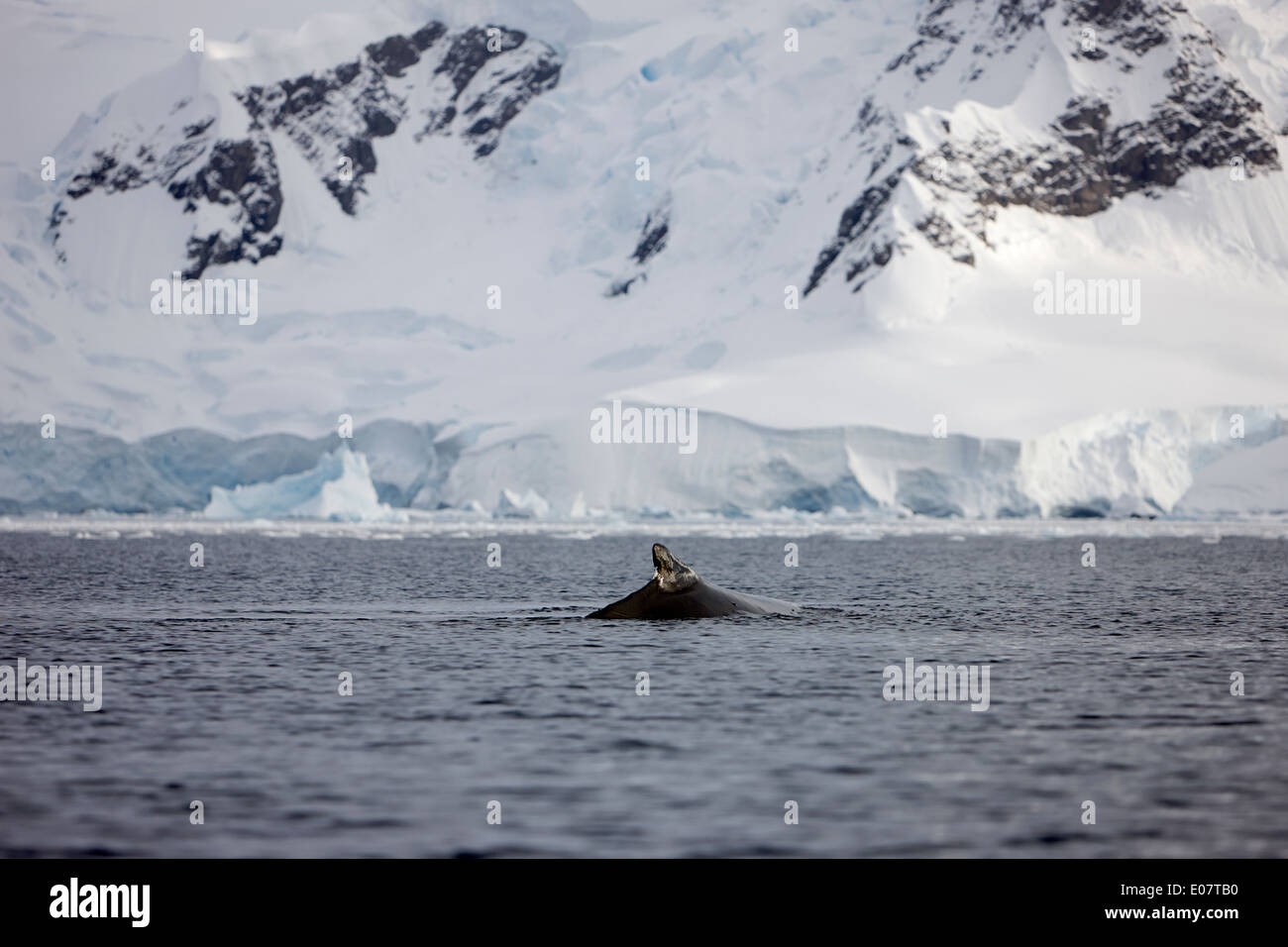 Humpback Whale affiorante che mostra pinna dorsale in acque di wilhelmina bay Antartide Foto Stock