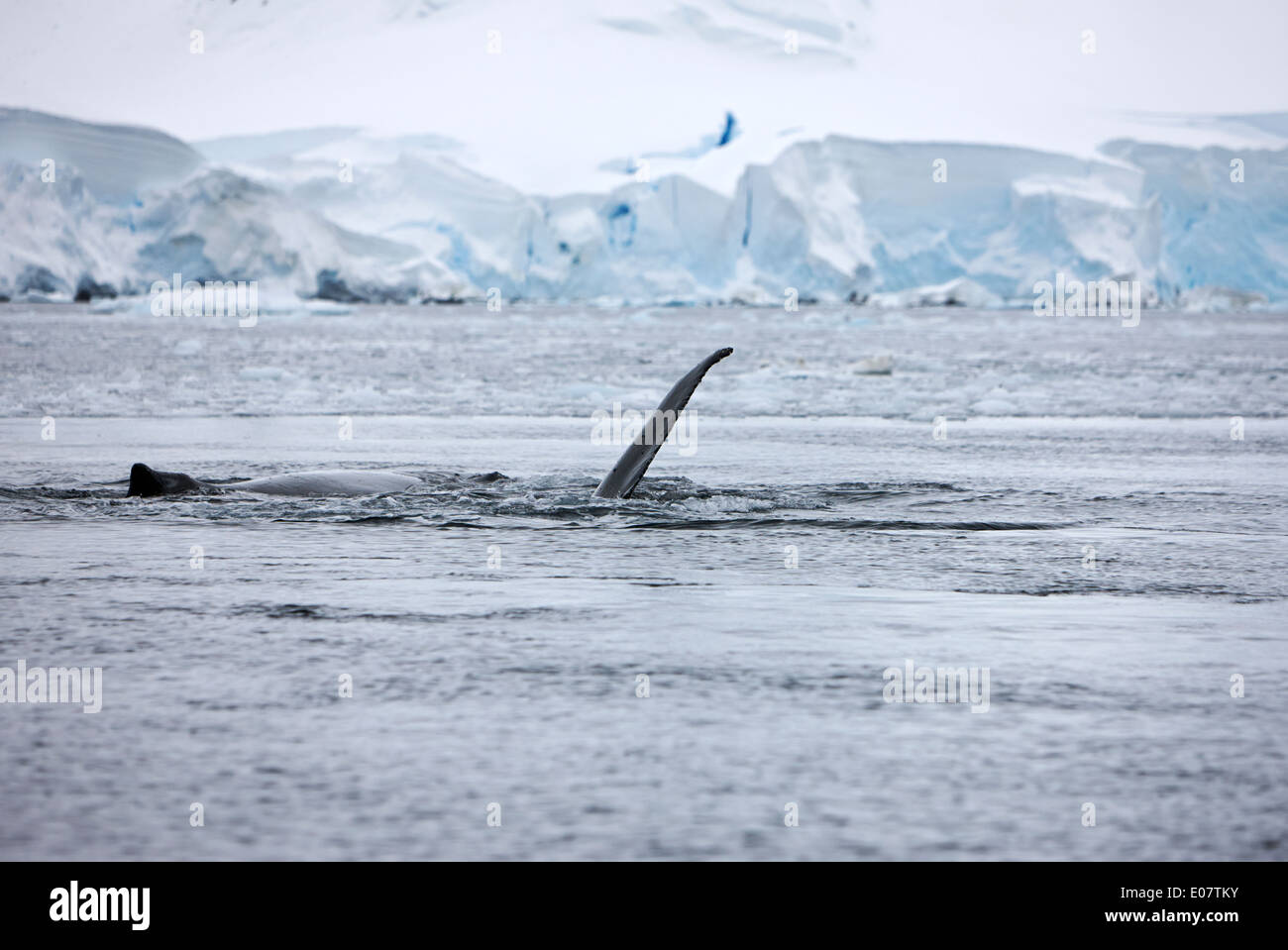 I capretti Humpback Whale pinna pettorale slapping vicino ad altri di balena sulla superficie di wilhelmina bay Antartide Foto Stock