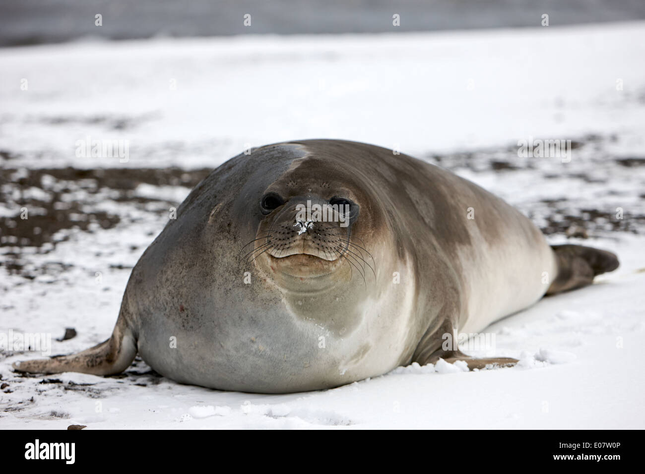 Giovane 2 anni cucciolo elefante foca hannah punto livingstone isola Antartide Foto Stock