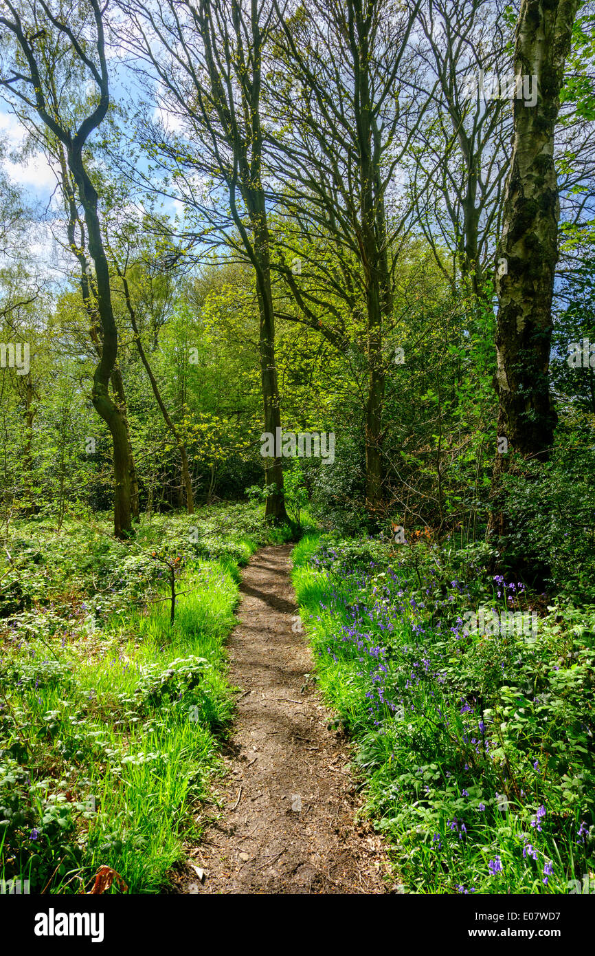 Bluebell wood su un sentiero pubblico vicino Holmfirth, Holme Valley, West Yorkshire, Inghilterra, Regno Unito Foto Stock