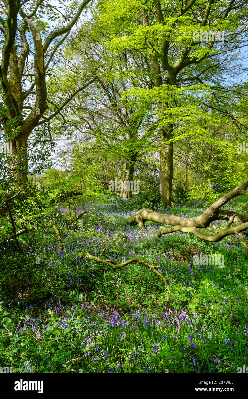 Bluebell wood su un sentiero pubblico vicino Holmfirth, Holme Valley, West Yorkshire, Inghilterra, Regno Unito Foto Stock