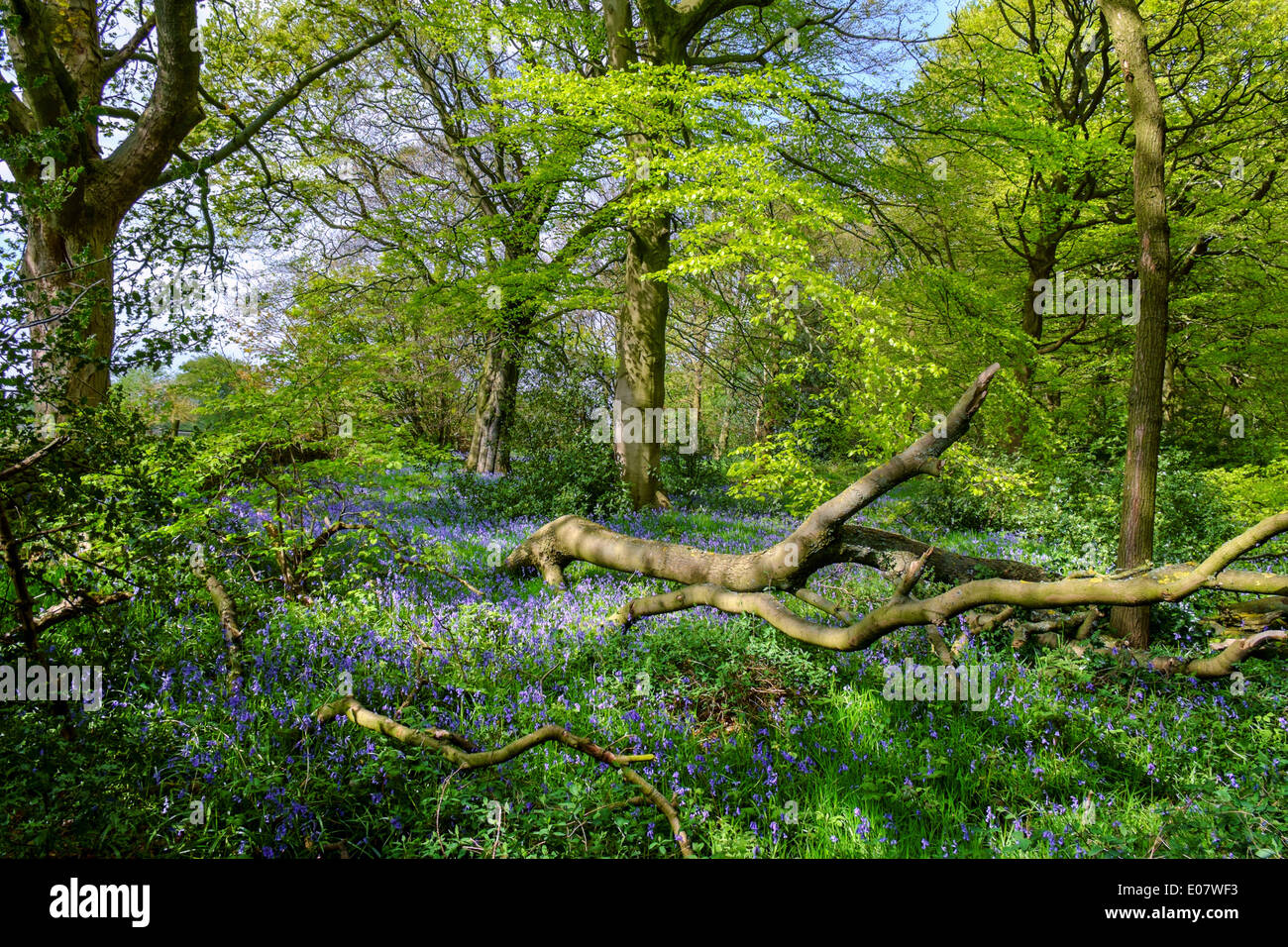 Bluebell wood su un sentiero pubblico vicino Holmfirth, Holme Valley, West Yorkshire, Inghilterra, Regno Unito Foto Stock