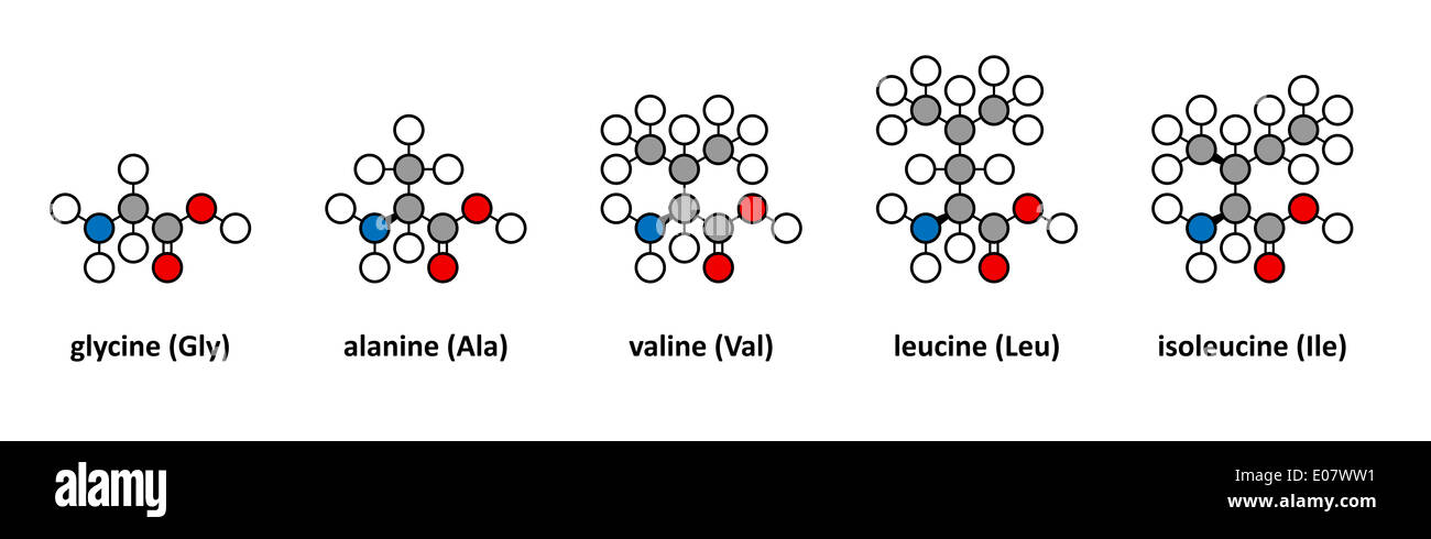Glicina, alanina, valina, leucina e isoleucina aminoacidi. Stilizzata 2D  rendering Foto stock - Alamy