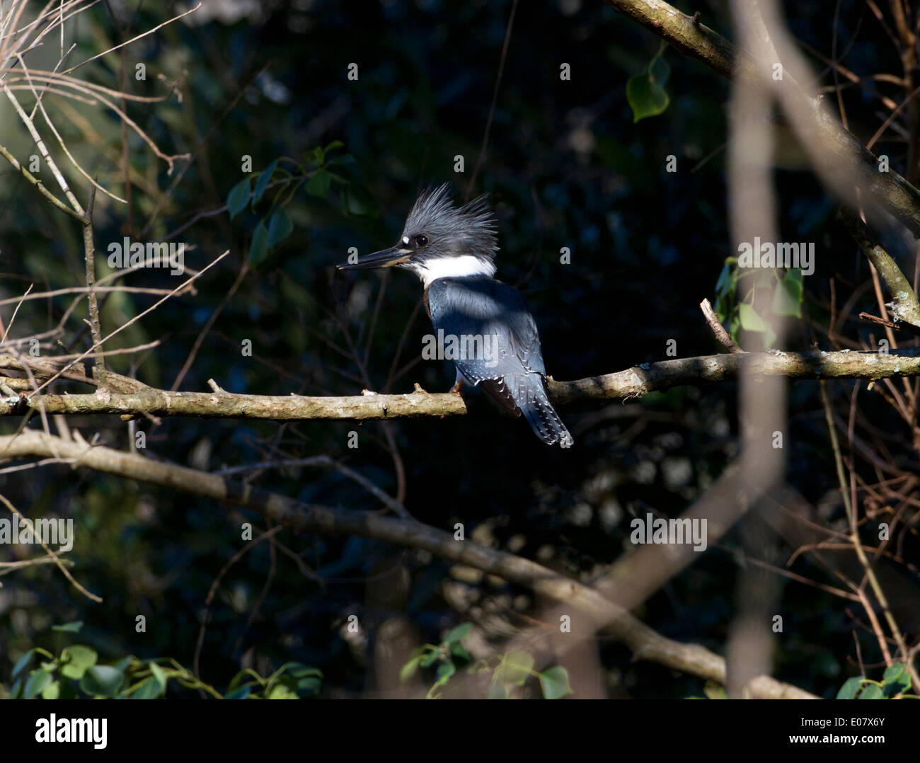 Belted Kingfisher Foto Stock