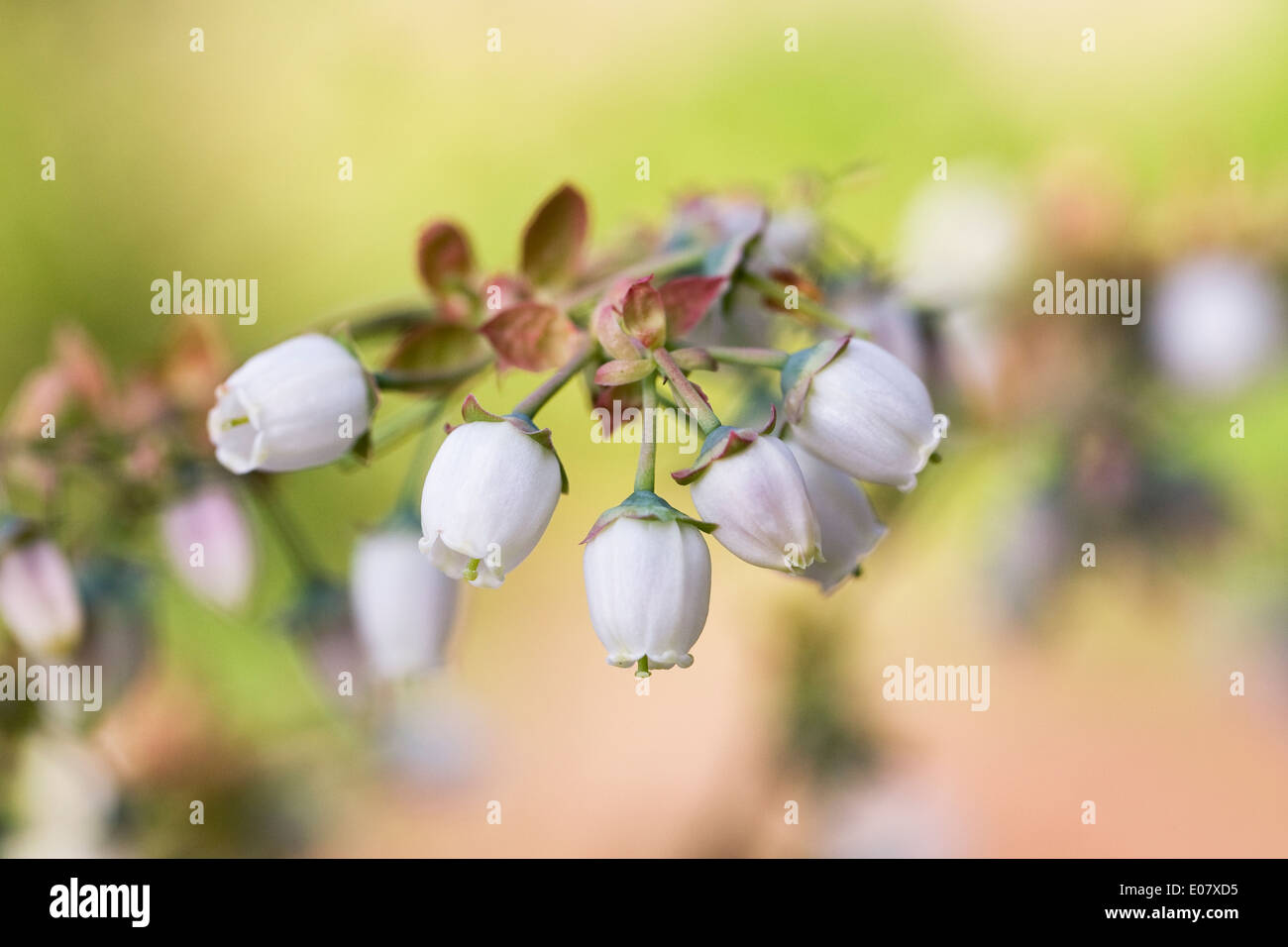 Vaccinium corymbosum. Mirtillo fiori. Foto Stock