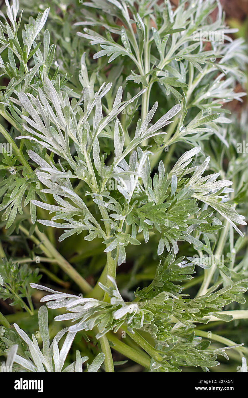 Verde ramo di artemisia e lascia chiudere fino Foto Stock