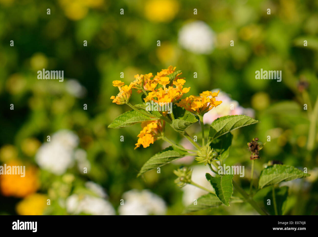 Bella tovaglia di fiore d'Oro (Lantana camara) a Thai Flower Garden Foto Stock