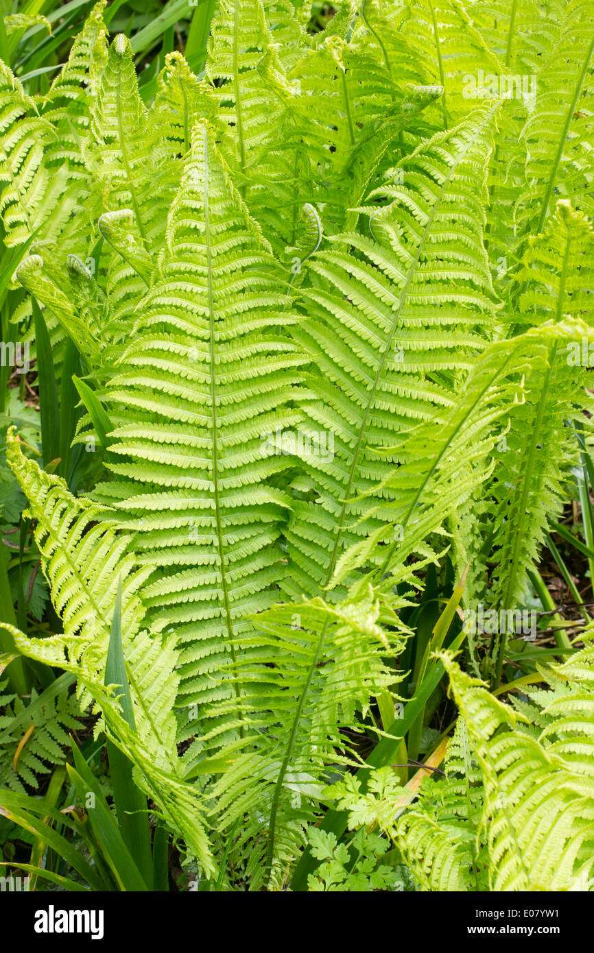 Le fronde del volano o struzzo, felce Matteuccia struthiopteris Foto Stock