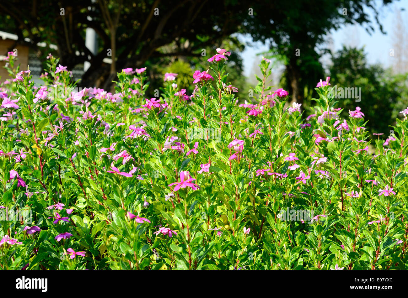 Bellissimo fiore di petunia (Petunia hybrida) a Thai Flower Garden Foto Stock