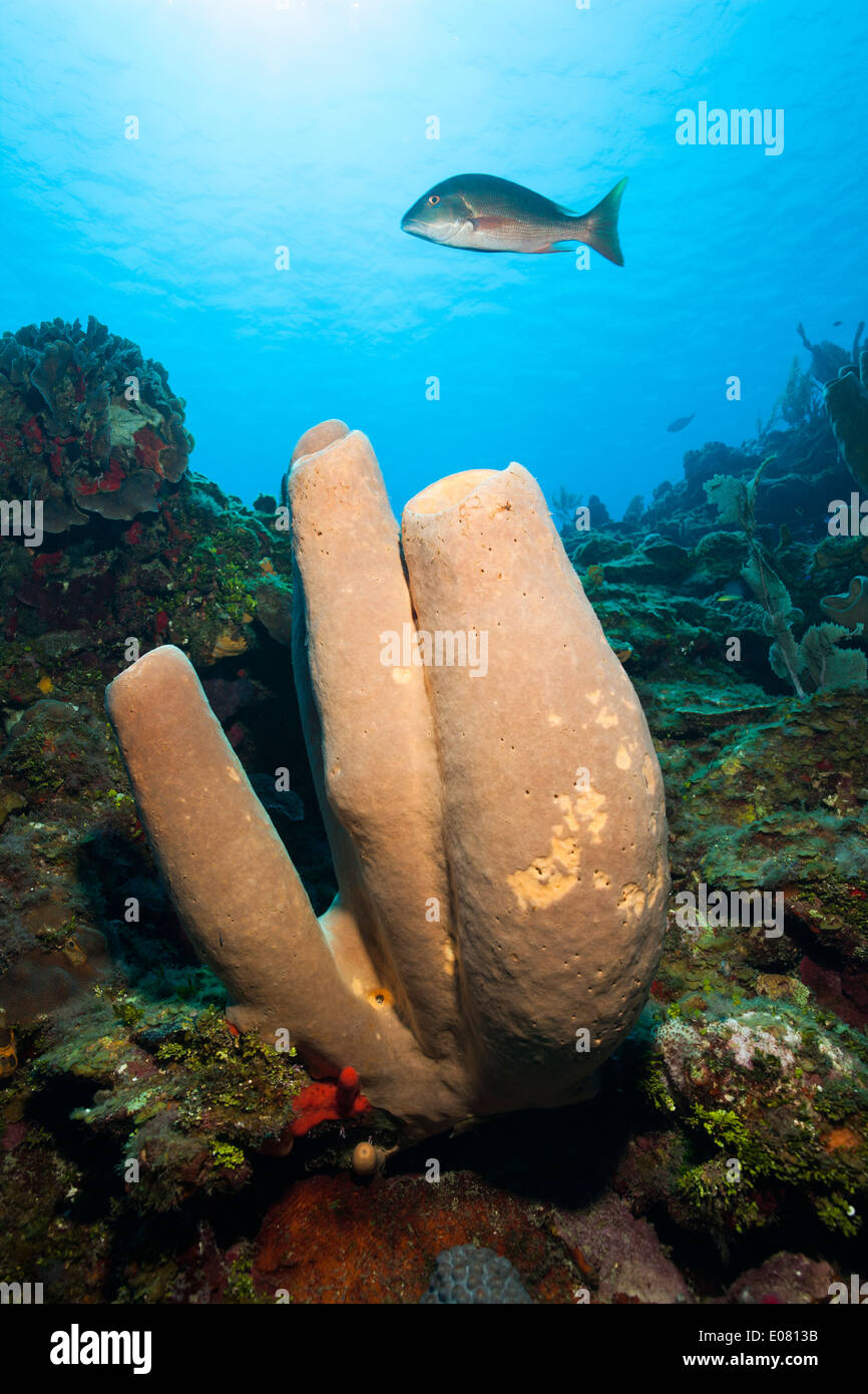 Tubo marrone (Spugna Agelas conifera) e un Lutianido (Lutjanus campechanus) su un tropical Coral reef off Roatan, Honduras. Foto Stock