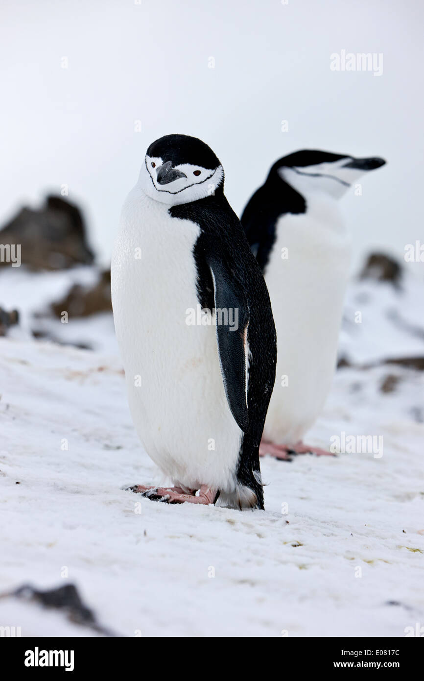 Pinguini chinstrap sul punto di Hannah Antartide Foto Stock