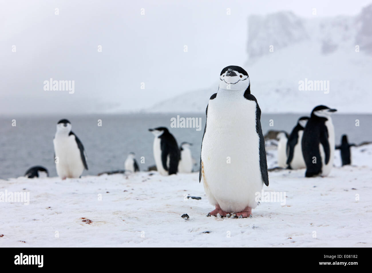 Pinguini chinstrap sul punto di Hannah Antartide Foto Stock