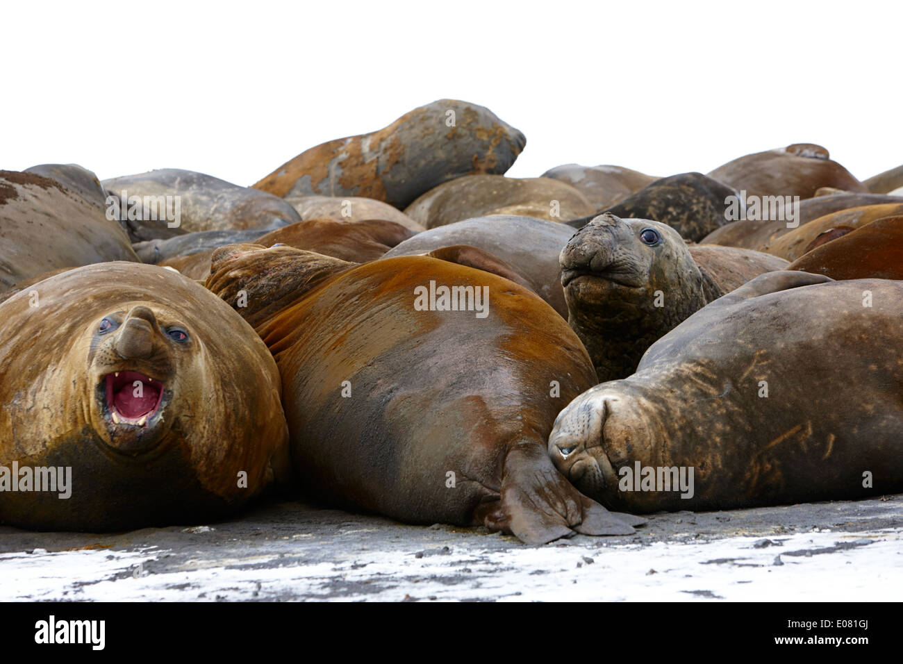 Maschio di guarnizioni di elefante hannah punto livingstone island Antartide Foto Stock