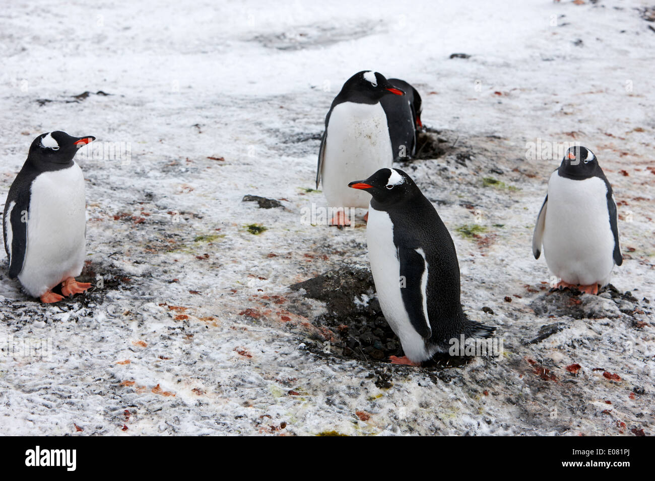 I pinguini gentoo permanente sulla pietra nidifica in colonia su hannah punto Antartide Foto Stock