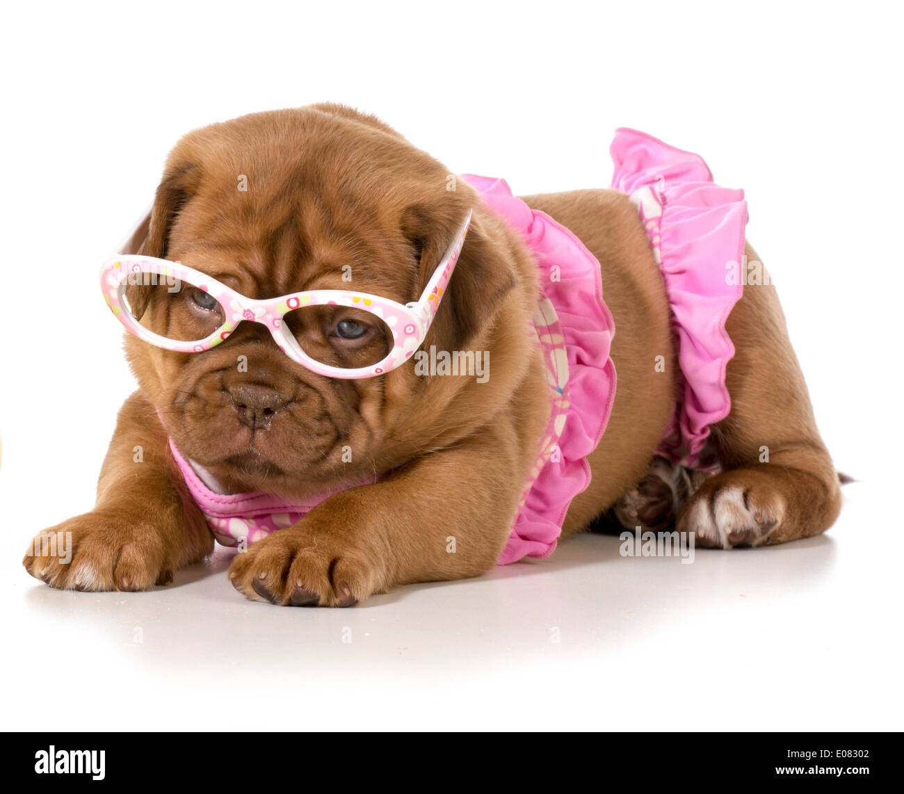 Dogue de Bordeaux indossando bikini rosa e occhiali di protezione Foto Stock