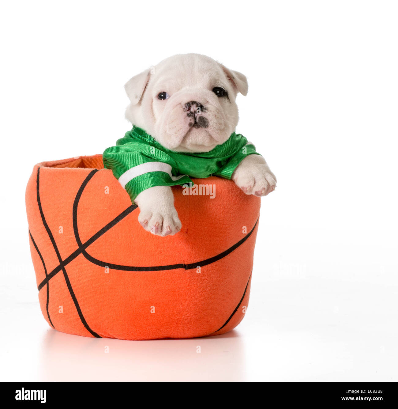 Sport hound - bulldog cucciolo all'interno di un pallone da basket Foto Stock