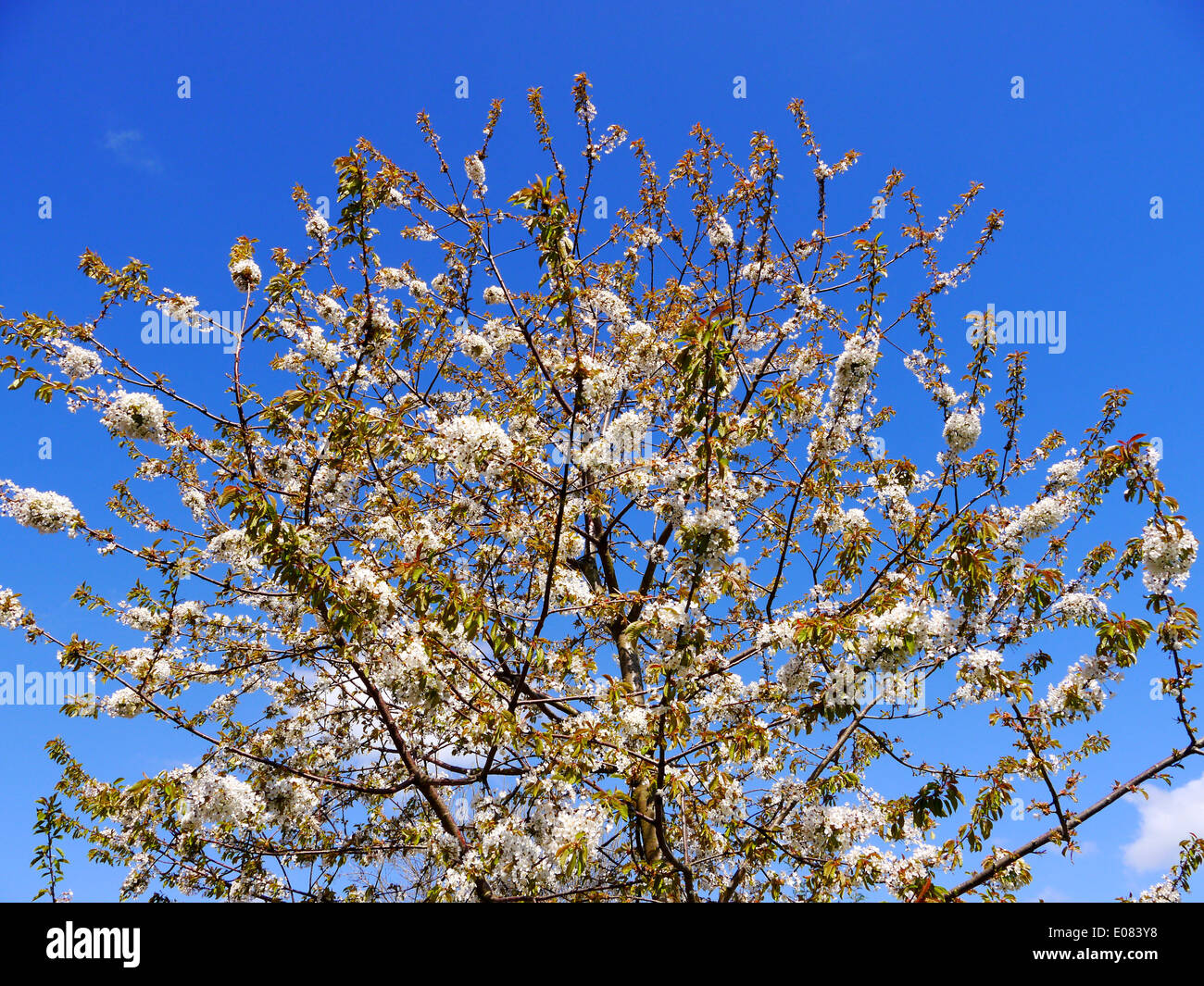 Primavera fiori rosa su un albero ciliegio in aprile Foto Stock