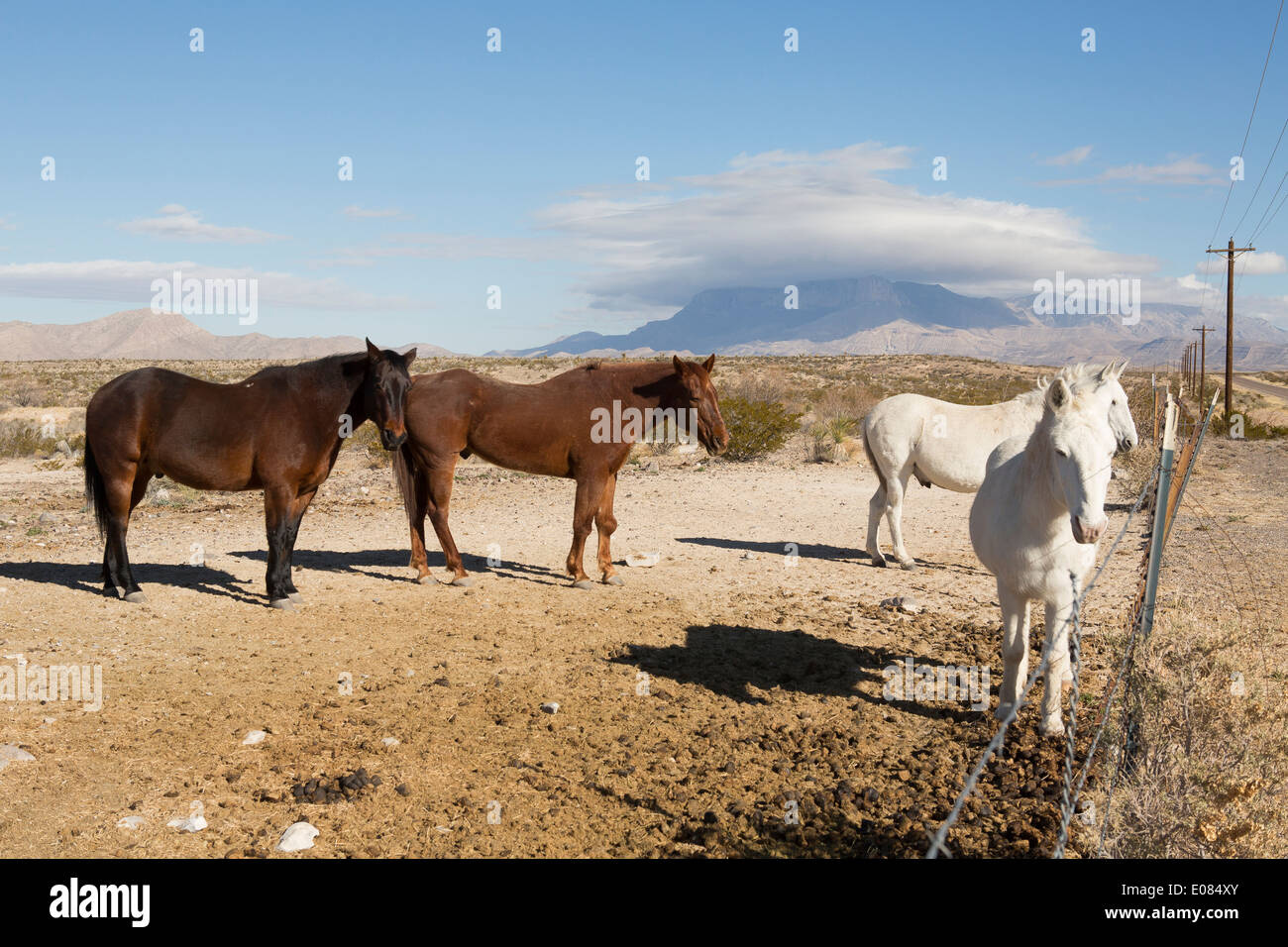 Cavalli con il Guadalupe Mountains in background Foto Stock