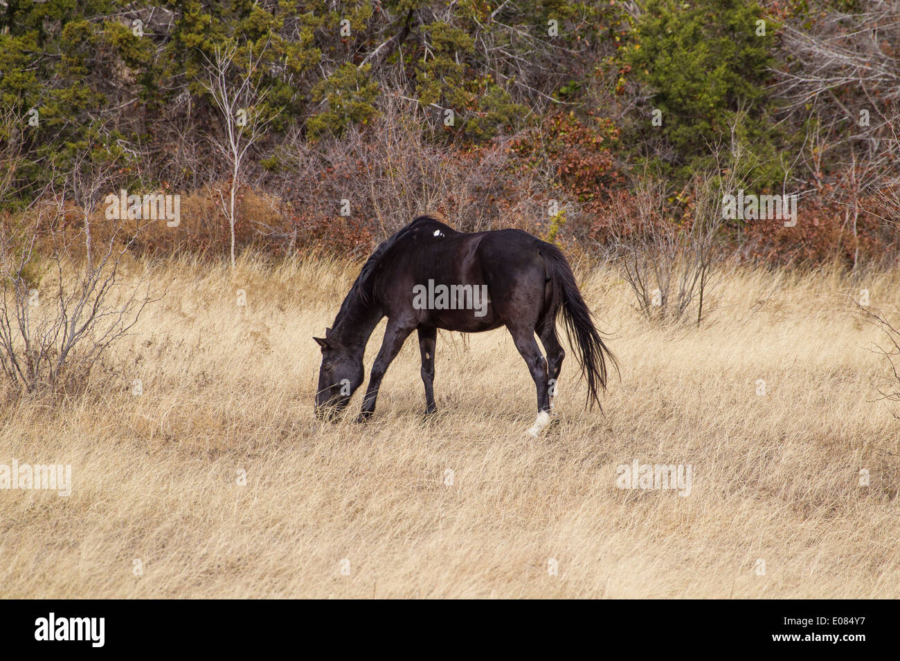 I cavalli pascolano in un pascolo lungo la US 281 vicino Burnett, TX Foto Stock