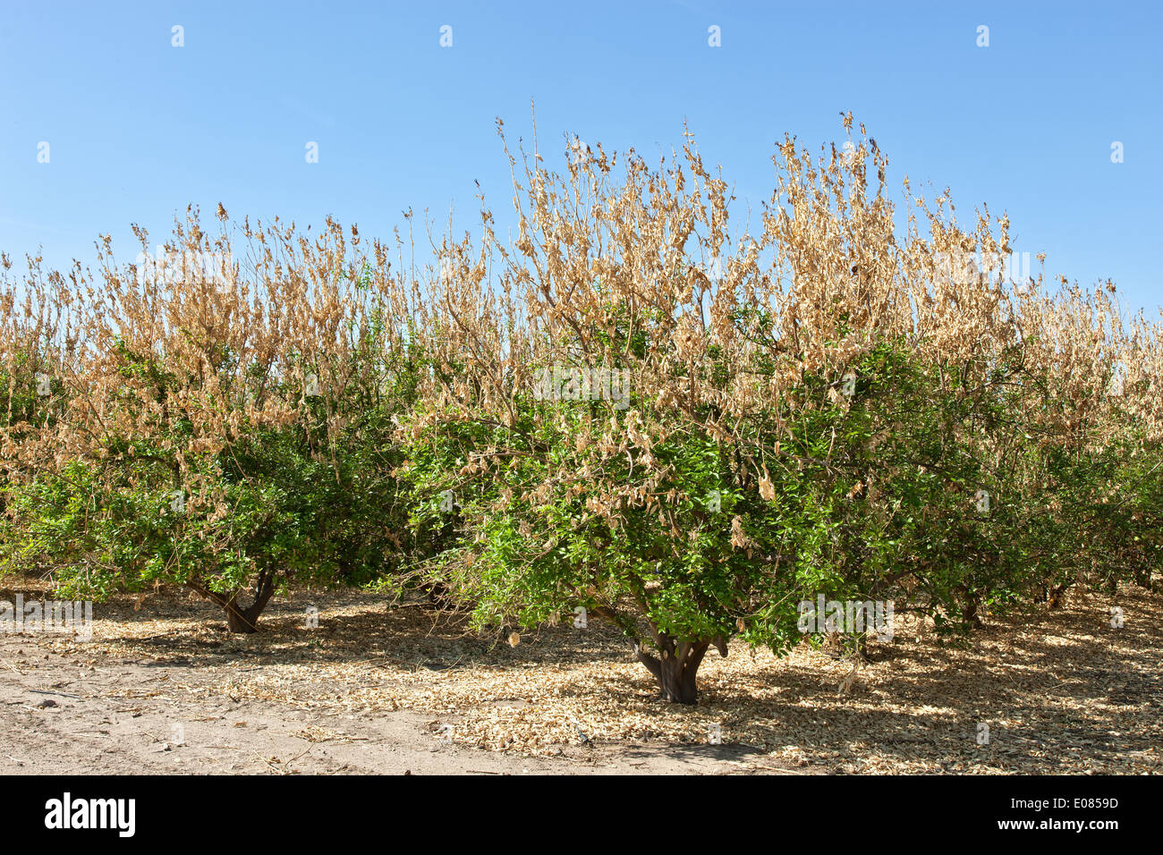Il gelo, limoneto. Foto Stock