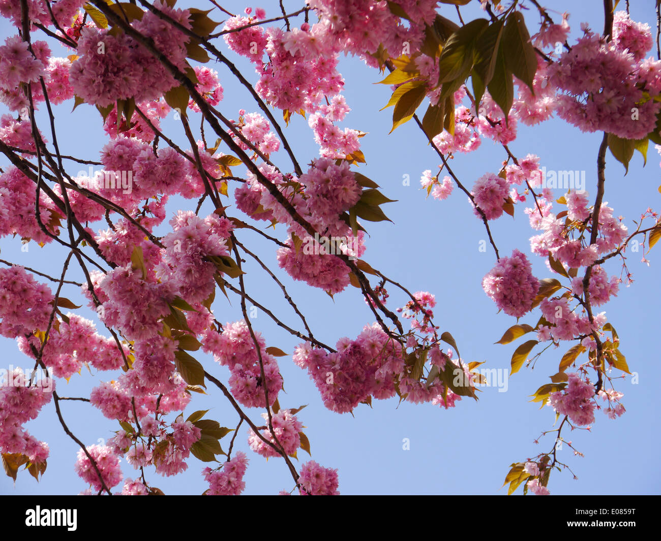 Fiori di colore rosa su un fiore di ciliegio albero a fine aprile Foto Stock