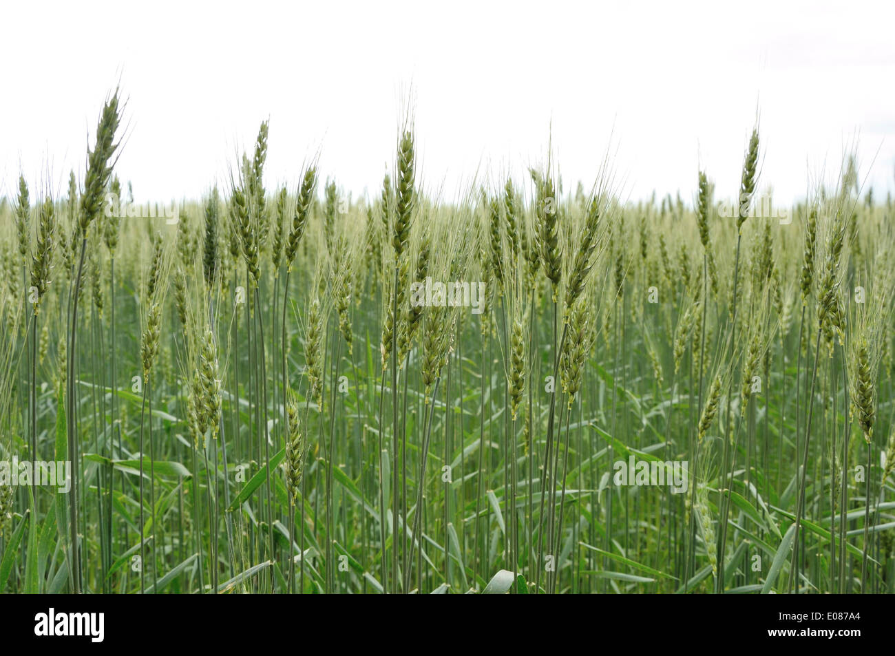 Spica di Grano verde sullo sfondo del cielo Foto Stock