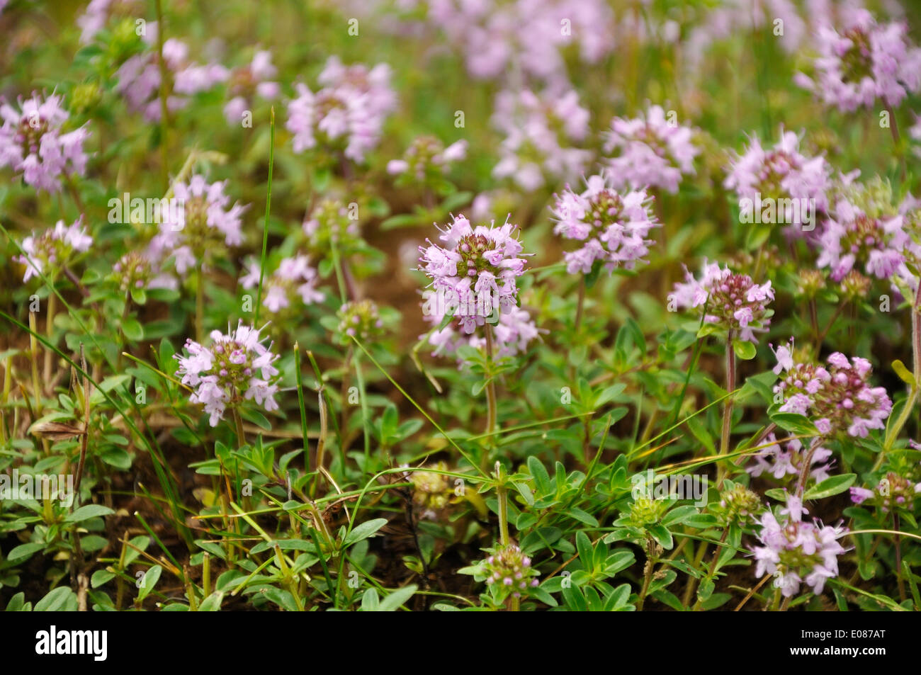 Crescente fiore violaceo di timo close up Foto Stock