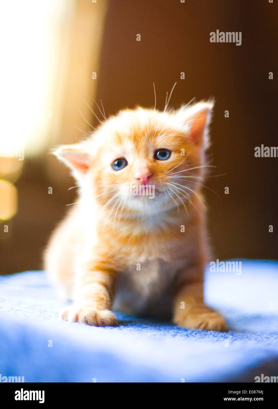 Orange gattino con bellissimi occhi azzurri Foto Stock