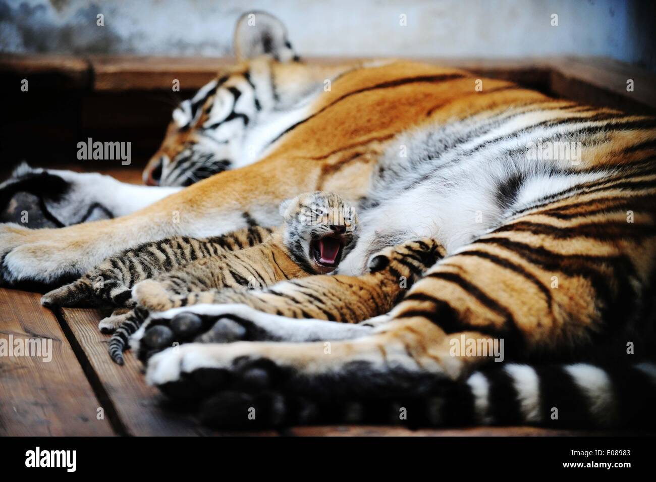 Harbin, la Cina della Provincia di Heilongjiang. Il 6 maggio, 2014. Siberiano tre cuccioli di tigre succhiare il latte al Heilongjiang tigre siberiana giardino, il più grande del mondo centro di allevamento per le tigri siberiane, ad Harbin, capitale del nord-est della Cina di Provincia di Heilongjiang, 6 maggio 2014. Un 12-anno-vecchio tigre siberiana diede i natali a tre cuccioli femmina 26 aprile nel centro di allevamento. Circa 100 Siberiano cuccioli di tigre sono attesi per essere nato nel centro di quest'anno. Credito: Wang Jianwei/Xinhua/Alamy Live News Foto Stock