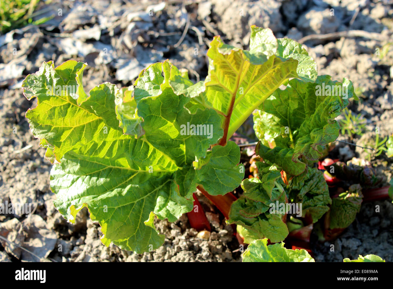 I giovani germogli di un rabarbaro progrown dal suolo in primavera Foto Stock