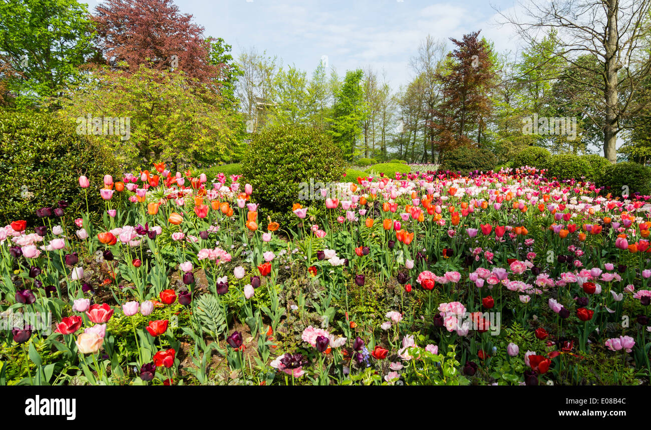 Tulipani olandesi letto a Keukenhof giardini con alberi in primavera in Olanda Foto Stock