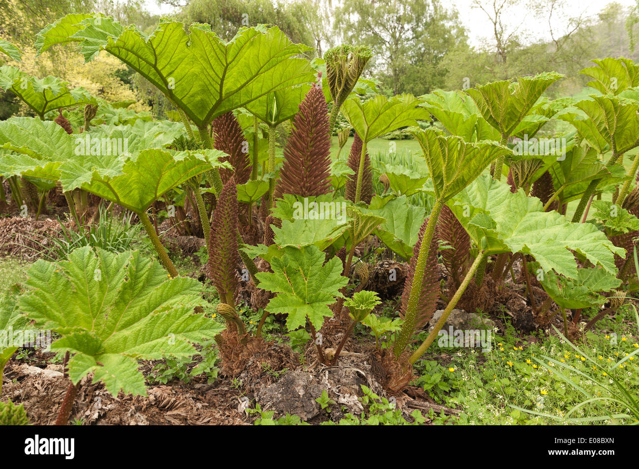 Nuova foglia retroilluminato di gigante Gunnera enorme ombrello come le foglie di sviluppare da base con spinosa spine taglienti sullo stelo Foto Stock