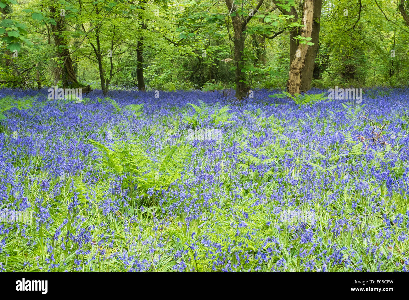 Aprire una radura in un bosco con bluebells e felci. Alberi a foglia in background. Foto Stock