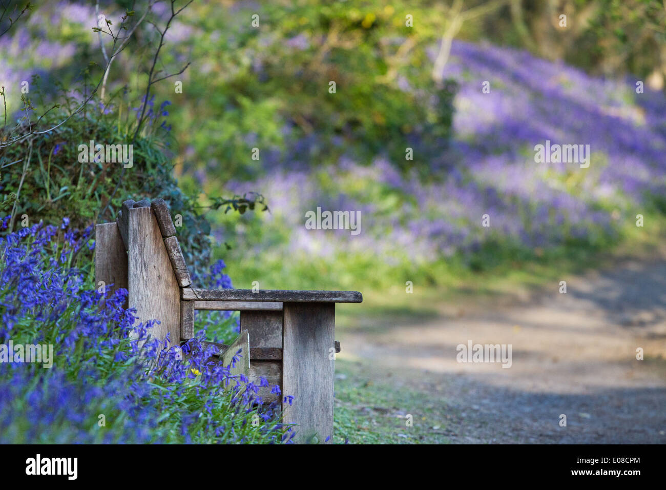 Una panca in legno in vista laterale circondata da bluebells e accanto a un percorso. Foto Stock