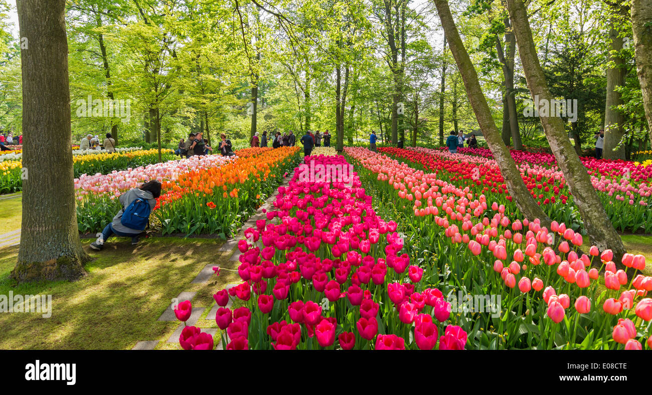 Il Keukenhof multi righe colorate di tulipani olandesi con alberi in primavera in Olanda Foto Stock