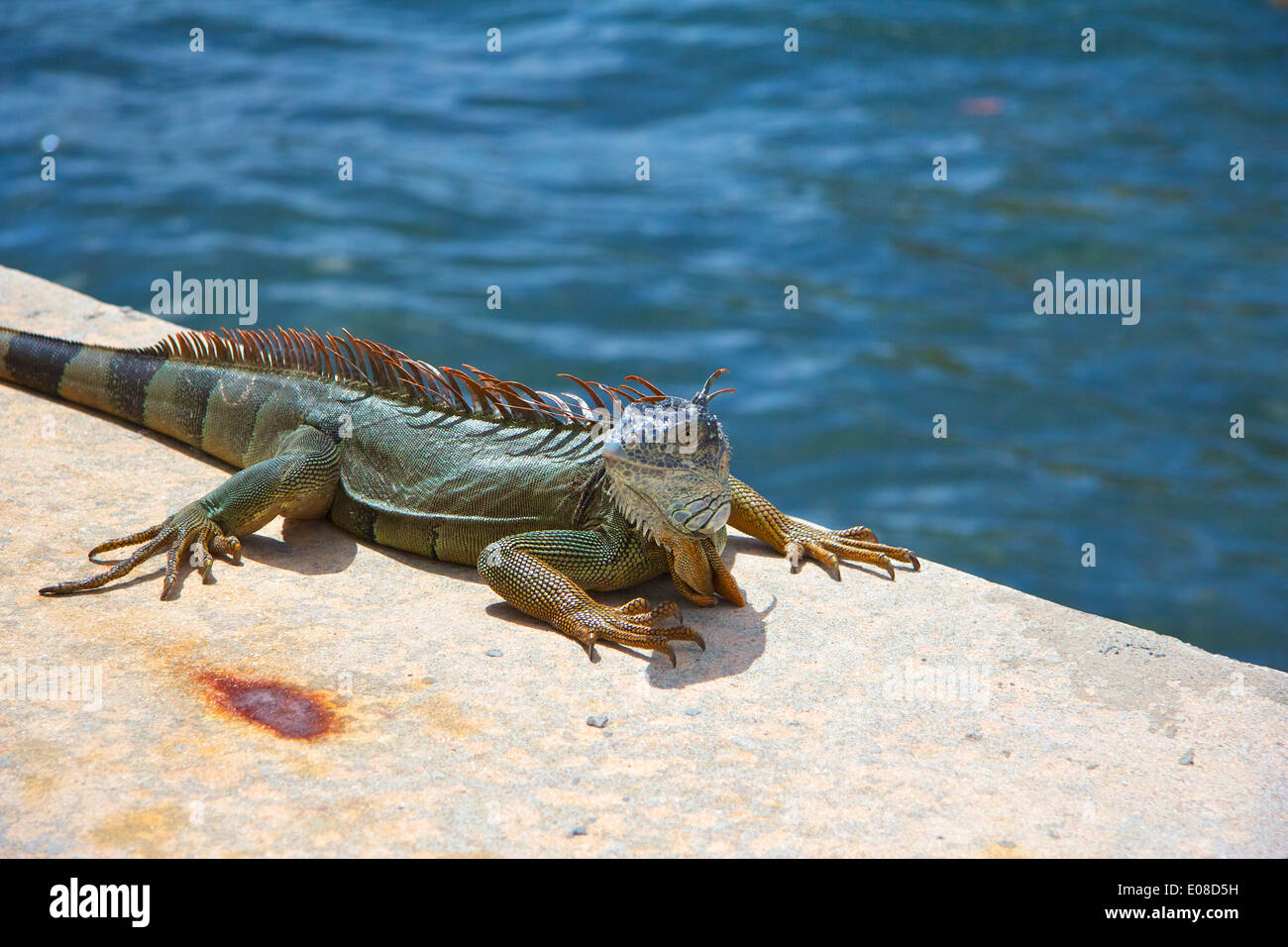 Iguana verde sul lungomare Foto Stock