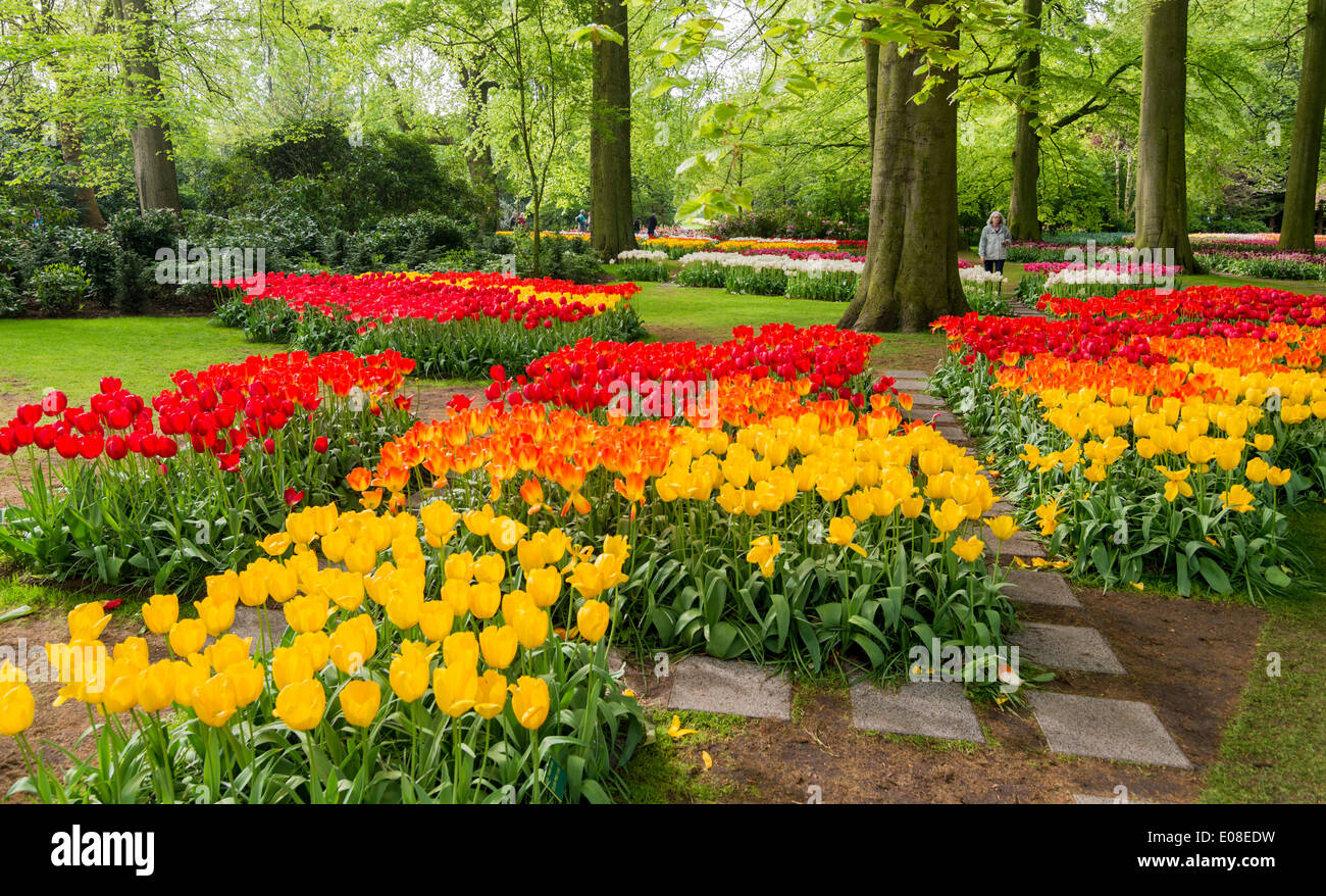 Spettacolari tulipani olandesi in primavera a giardini keukenhof olanda Foto Stock