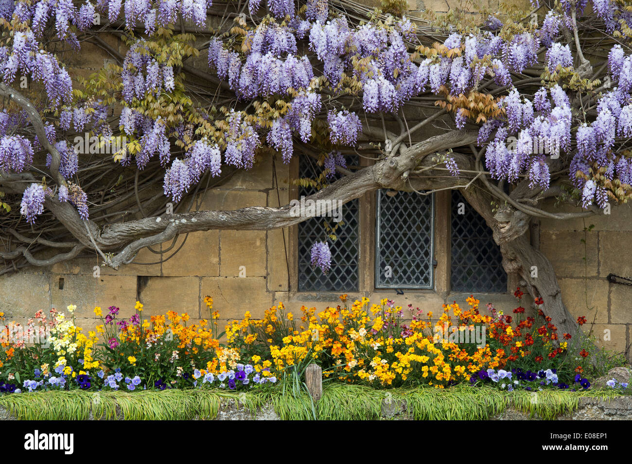 Il Glicine su una pietra di Cotswold House, Broadway, Cotswolds, Worcestershire, Inghilterra Foto Stock