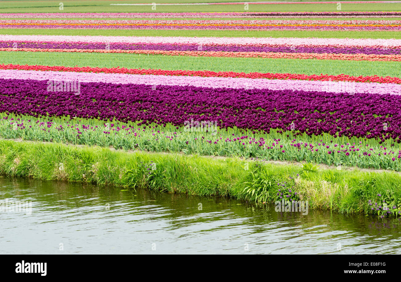 I tulipani in crescita in primavera i campi vicino ad un canale vicino a Lisse PAESI BASSI Foto Stock