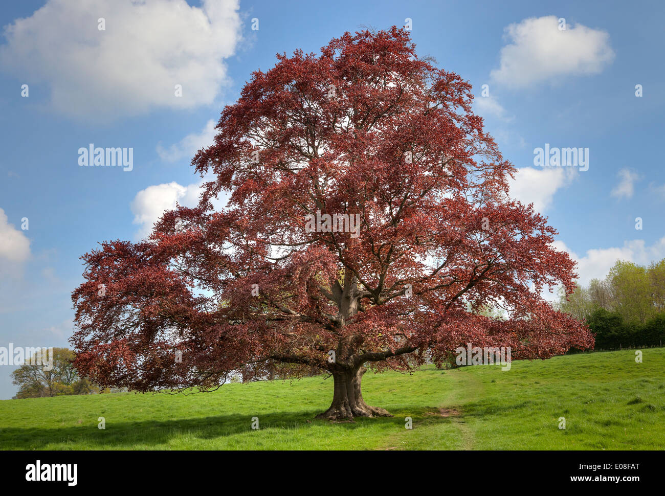 Coppia Fagus sylvatica (rame faggio) albero, Inghilterra. Foto Stock