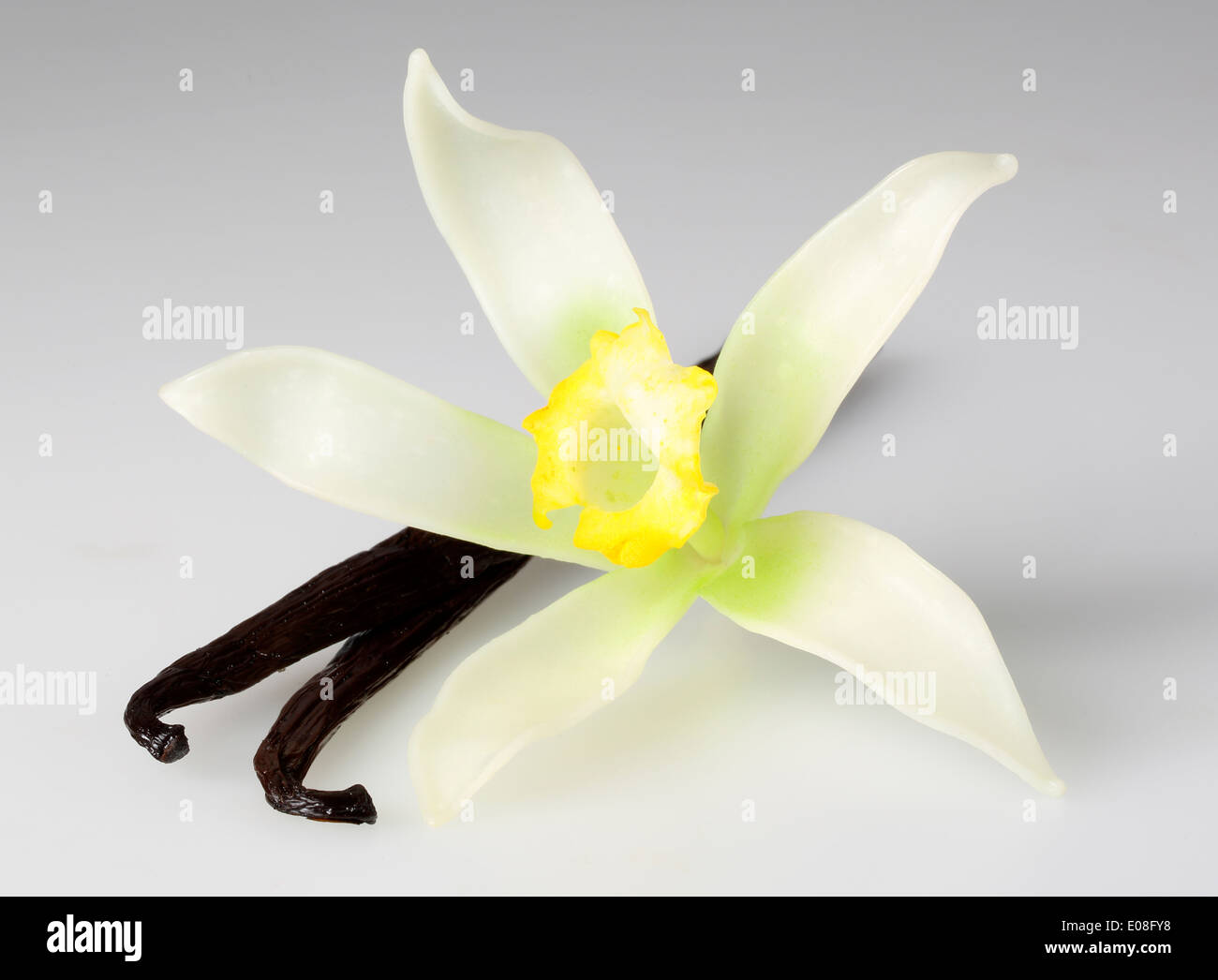 Fiori di vaniglia e pods Foto Stock