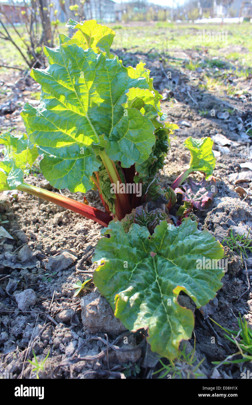 I giovani germogli di un rabarbaro progrown dal suolo in primavera Foto Stock