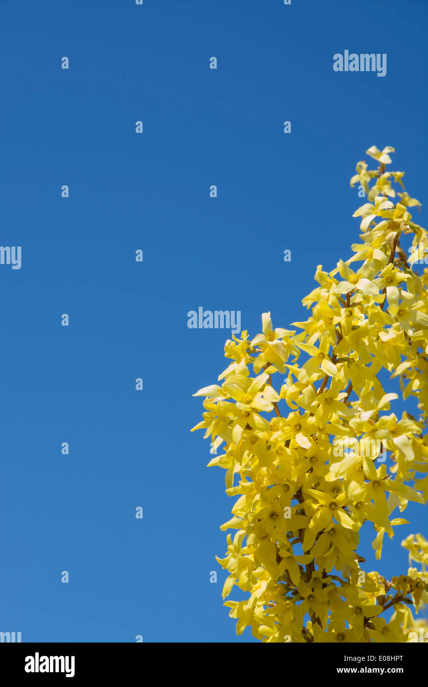 Coltivazione e cielo blu sullo sfondo. Maggio, Stoccolma, Svezia. Foto Stock