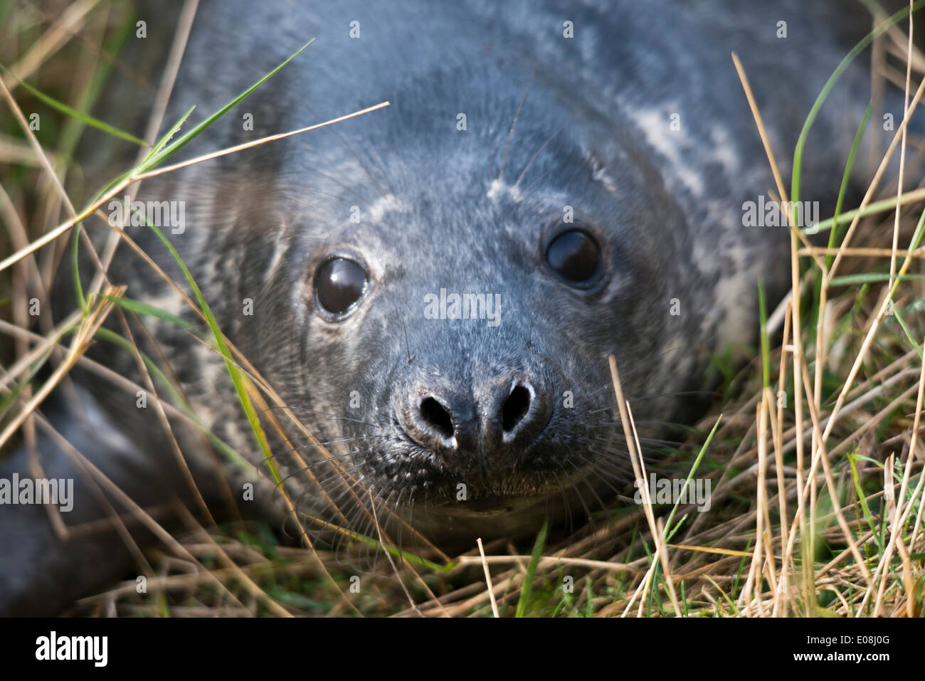 Guarnizione Grigio Halichoerus Grypus Significato Agganciato Dal Naso Di Maiale Di Mare Questa Immagine E Stata Scattata A Donna Nook Lincolnshire Regno Unito Foto Stock Alamy