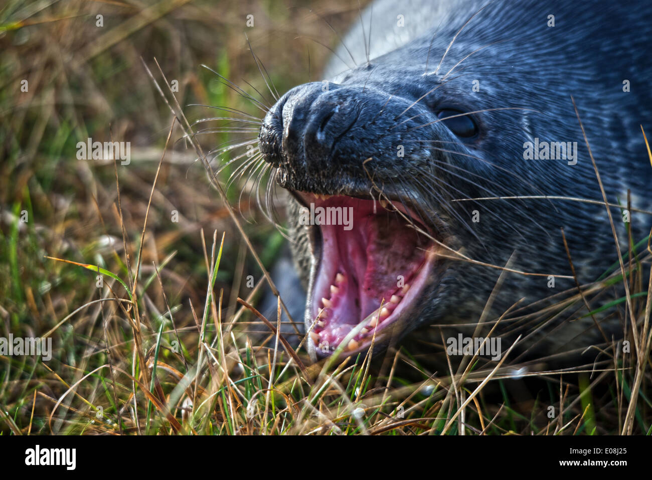 Guarnizione Grigio Halichoerus Grypus Significato Agganciato Dal Naso Di Maiale Di Mare Questa Immagine E Stata Scattata A Donna Nook Lincolnshire Regno Unito Foto Stock Alamy